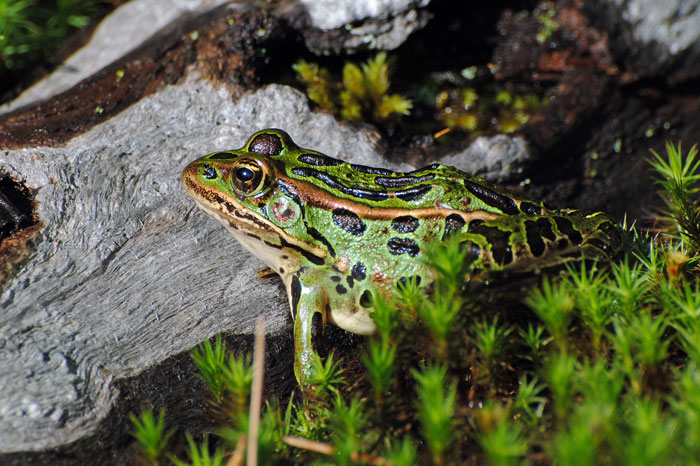 Leopard Frogs Interesting Facts