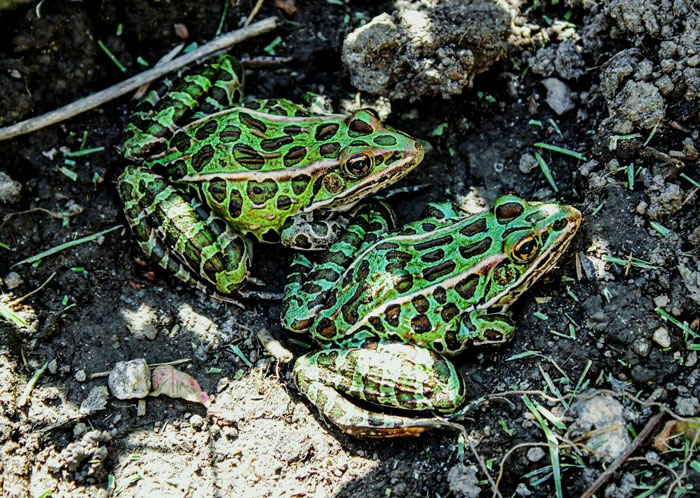 Leopard Frogs Mating behavior