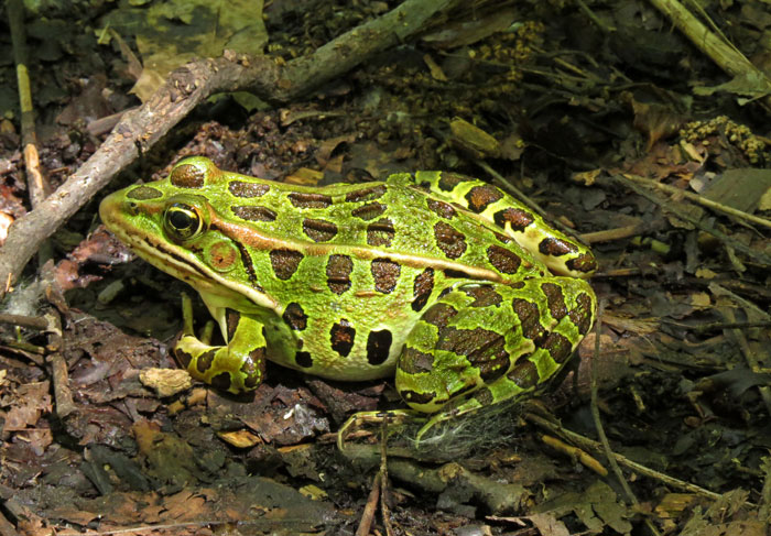 Leopard Frogs Physical Characteristics