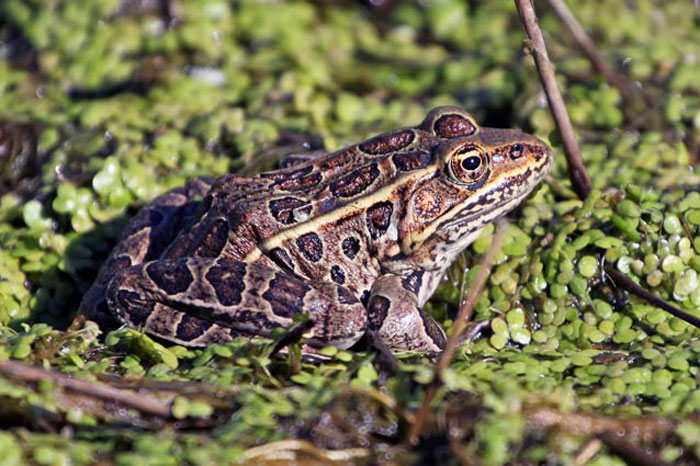 Leopard Frogs Unique Adaptations