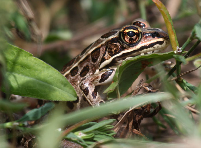 Leopard Frogs Vocalizations