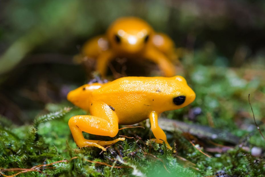 Mantella Frogs