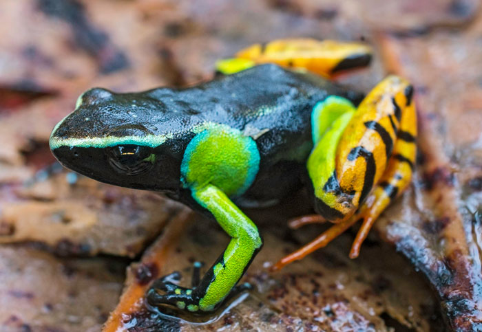 Mantella Frogs Care and Housing