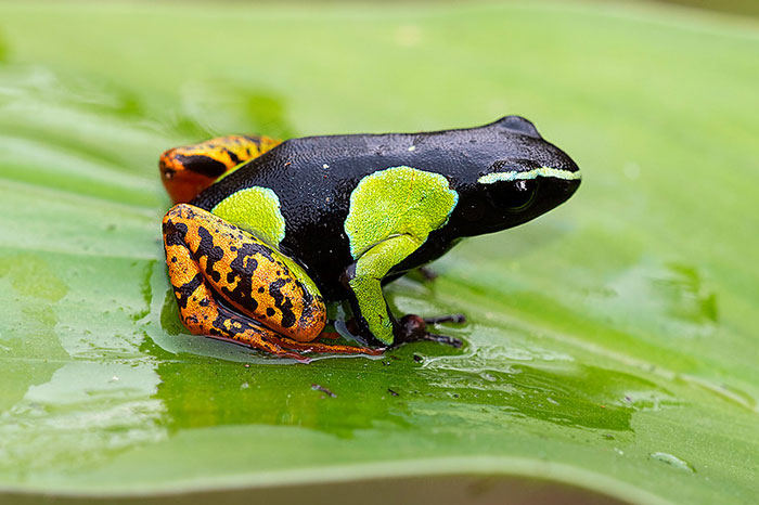 Mantella Frogs Conservation Status