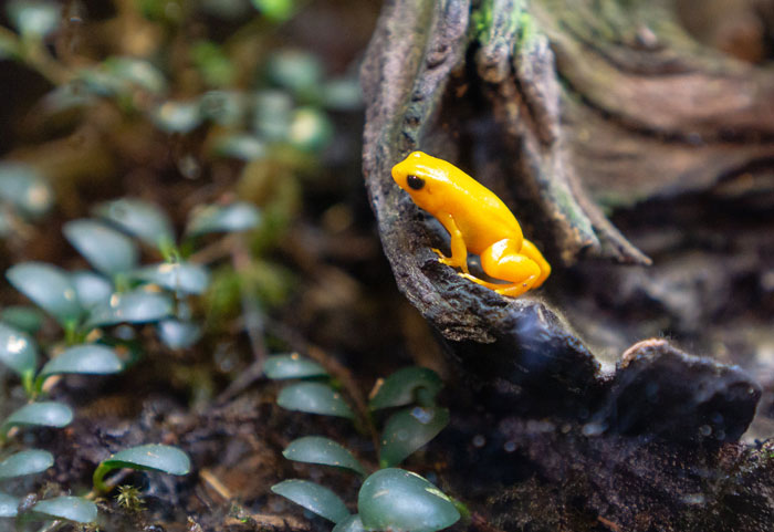 Mantella Frogs Fun Facts