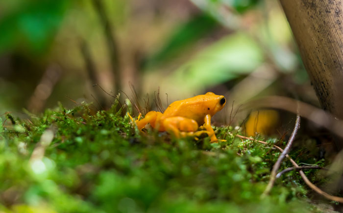 Mantella Frogs Habitat and Behavior