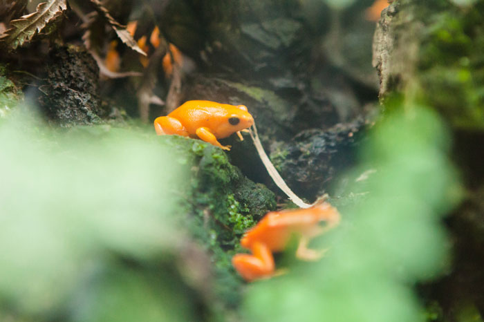 Mantella Frogs Mating and breeding behavior