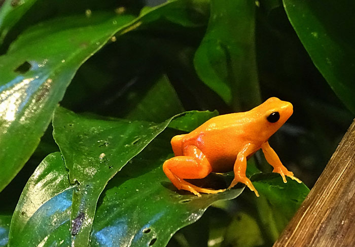 Mantella Frogs Physical Characteristics