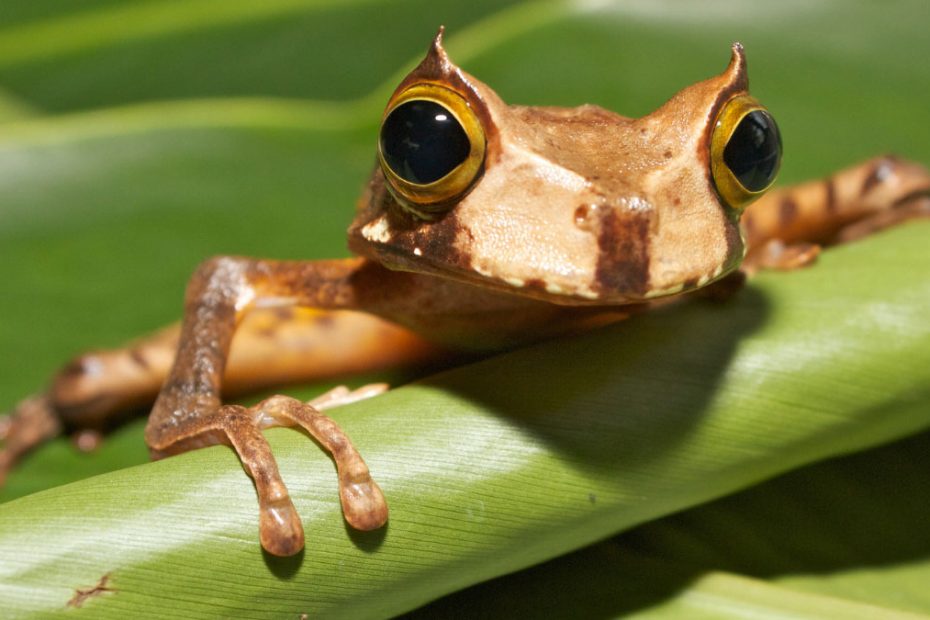 Marsupial Frogs