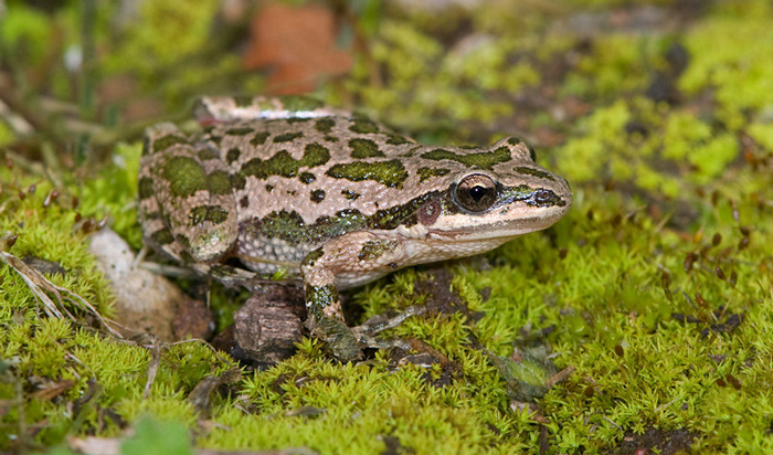 Mating Habits And Breeding Behaviors of Spotted Chorus Frogs