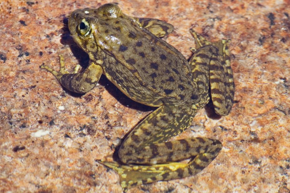 Mountain Yellow-legged Frog