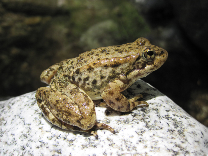 Mountain Yellow-legged Frog 101: Physical Characteristics, Habitat ...