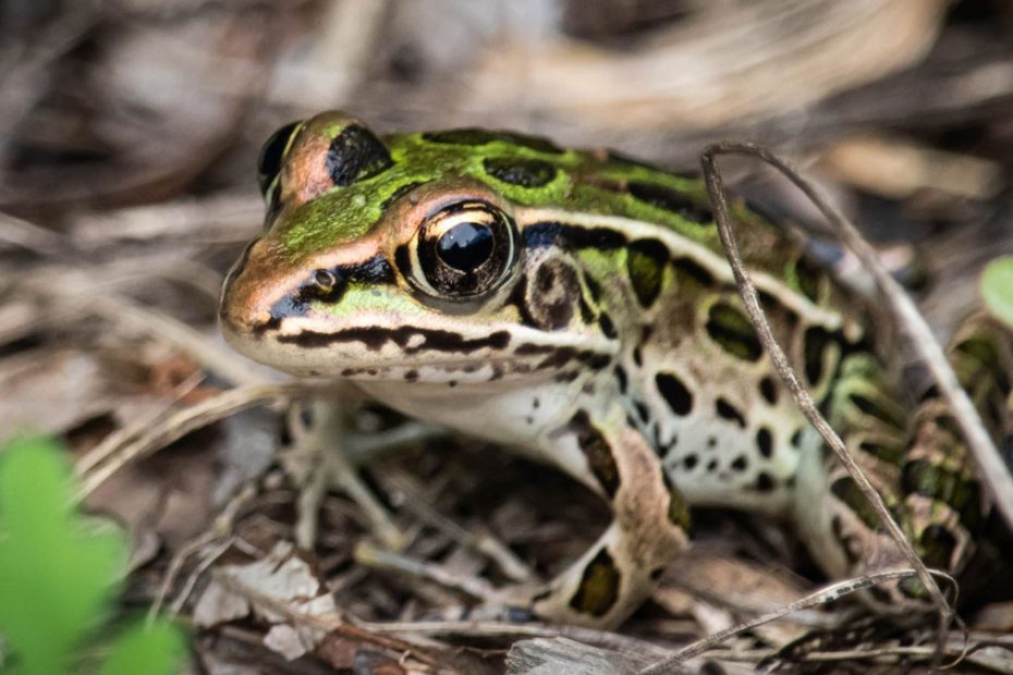 Northern Leopard Frog