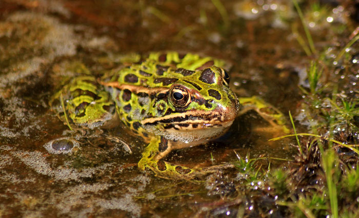 Northern Leopard Frog Coloration and Markings