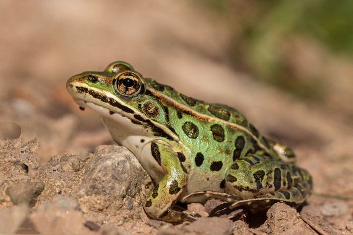 Northern Leopard Frog Conservation Efforts