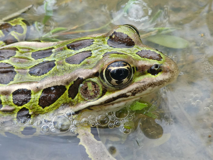 Northern Leopard Frog Conservation Status