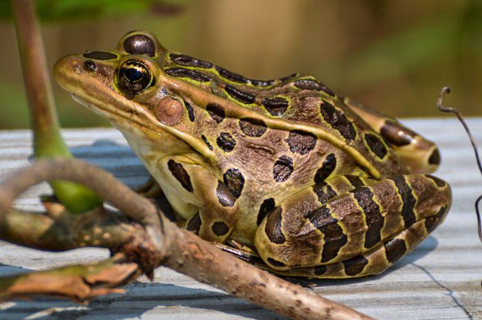 Northern Leopard Frog Diet