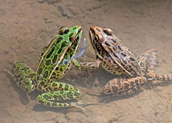 Northern Leopard Frog Different Species