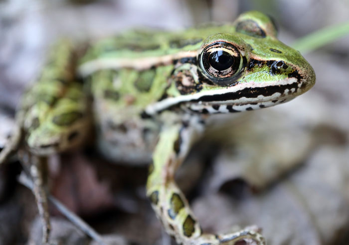 Northern Leopard Frog Habitat And Behavior