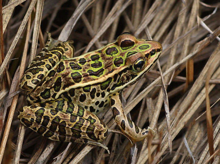 Northern Leopard Frog Interesting Facts