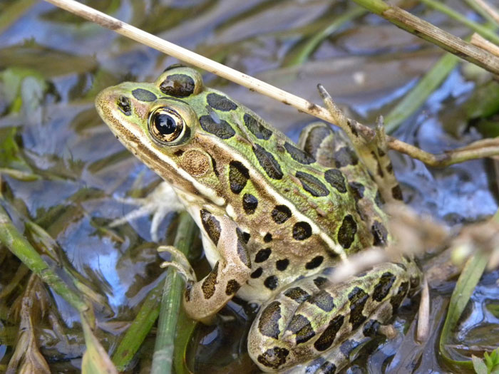 Northern Leopard Frog Mating Rituals