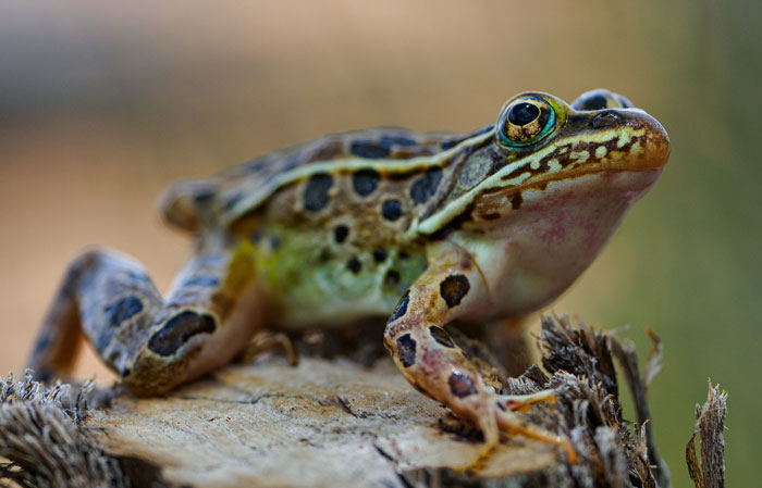 Northern Leopard Frog Physical Characteristics