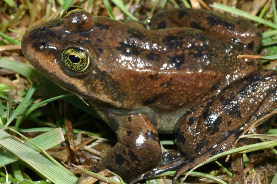 Oregon Spotted Frog