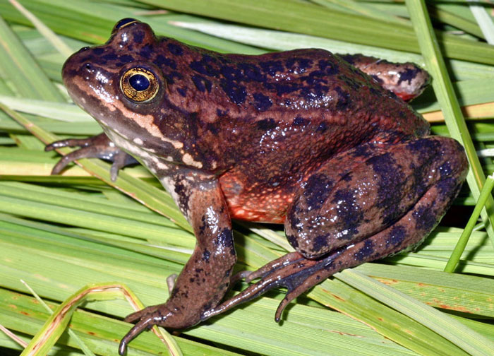 Oregon Spotted Frog Coloration and Markings