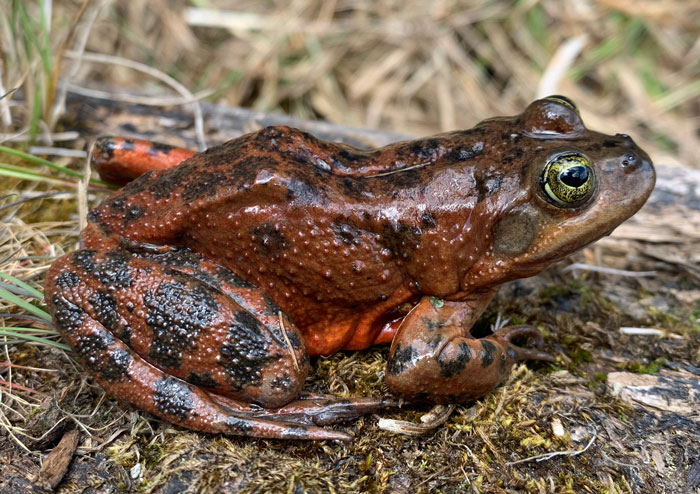 Oregon Spotted Frog Conservation Status