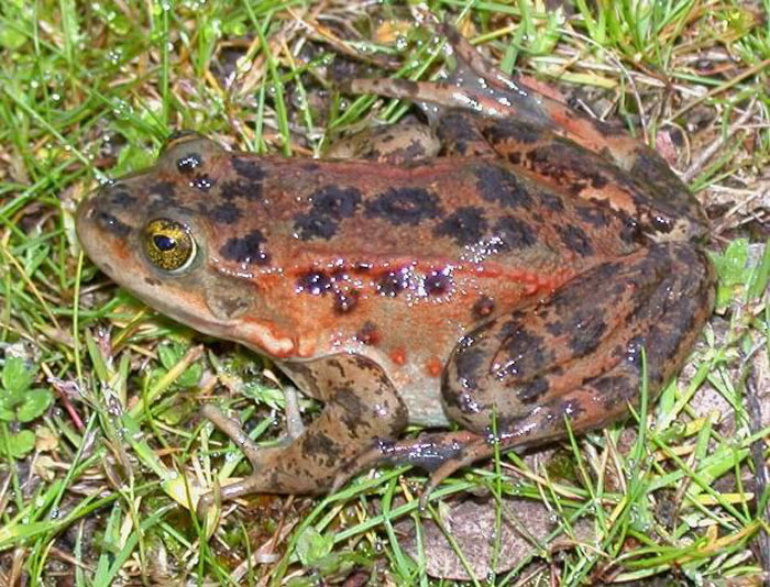 Oregon Spotted Frog Diet