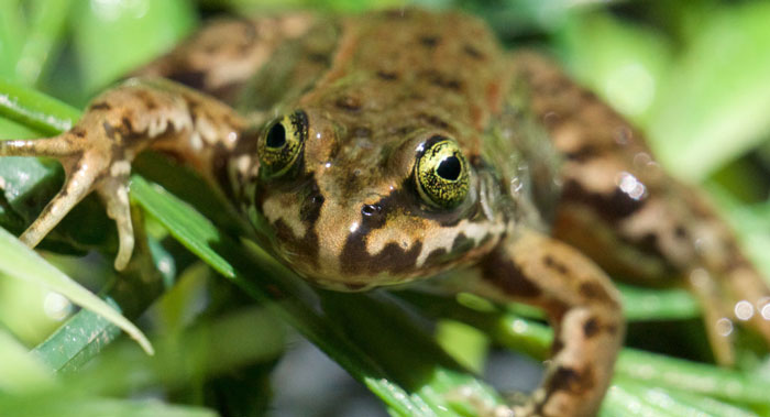 Oregon Spotted Frog Habitat and Behavior