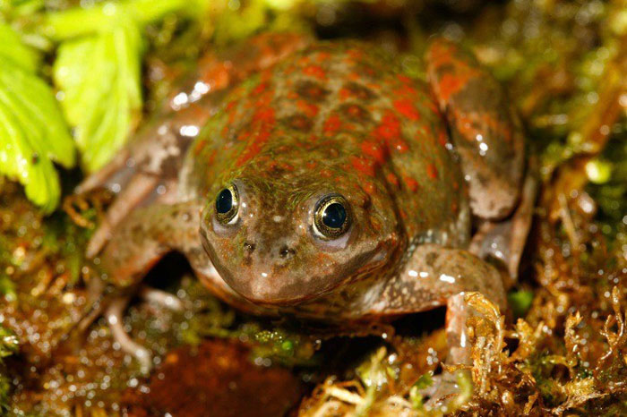 Oregon Spotted Frog Interesting Facts