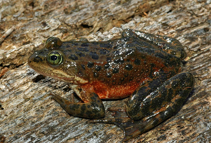 Oregon Spotted Frog Mating Season and Rituals