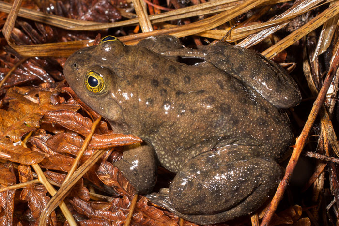 Oregon Spotted Frog Physical Characteristics