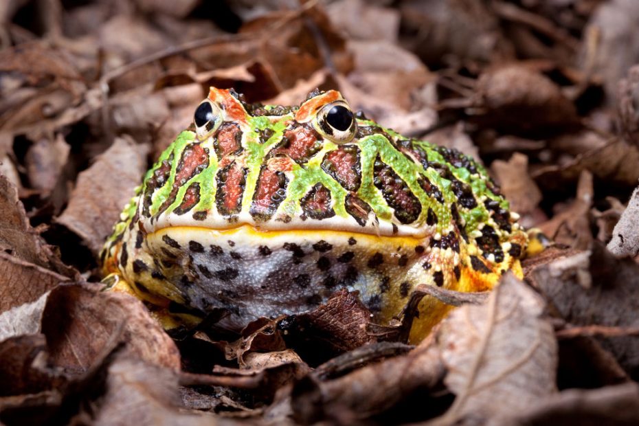 Pacman Frog