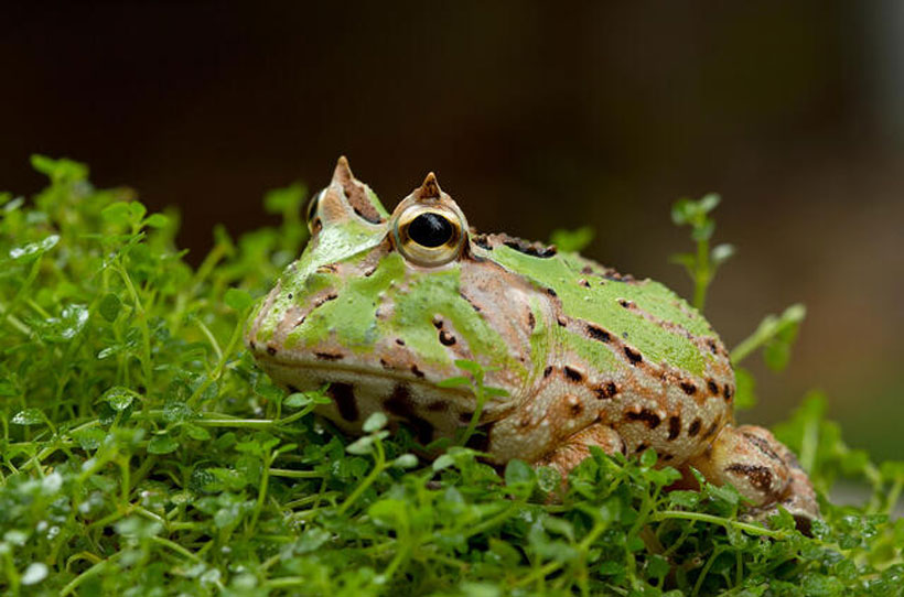 Pacman Frog Diet and Feeding