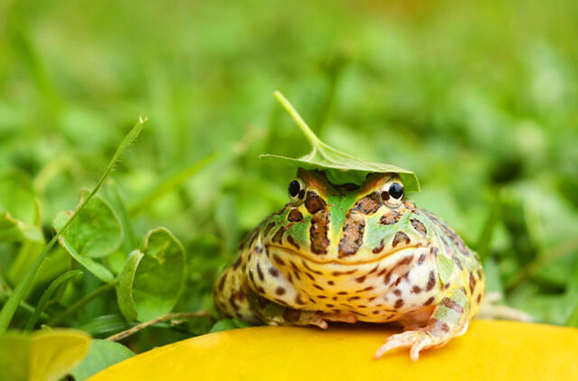 Pacman Frog Habitat and Behavior