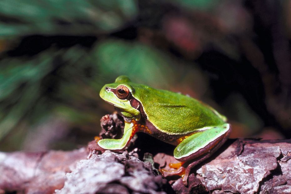 Pine Barrens Tree Frog