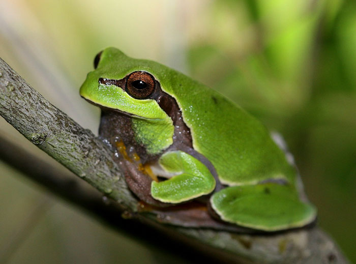 Pine Barrens Tree Frog Conservation Status