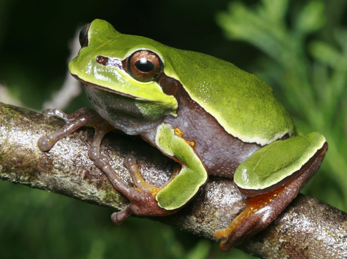 Pine Barrens Tree Frog Habitat and Behavior