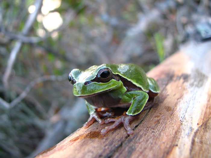 Pine Barrens Tree Frog Interesting Facts