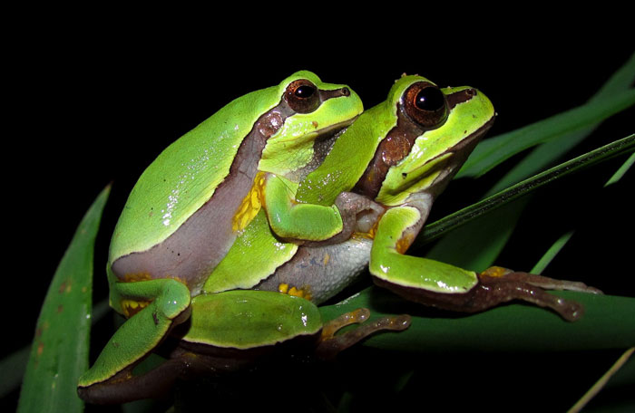 Pine Barrens Tree Frog Mating and breeding behavior