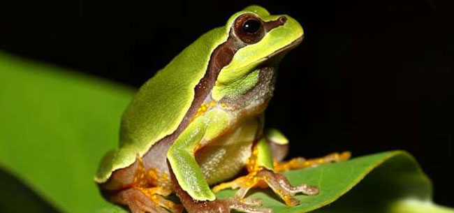 Pine Barrens Tree Frog Nocturnal behavior