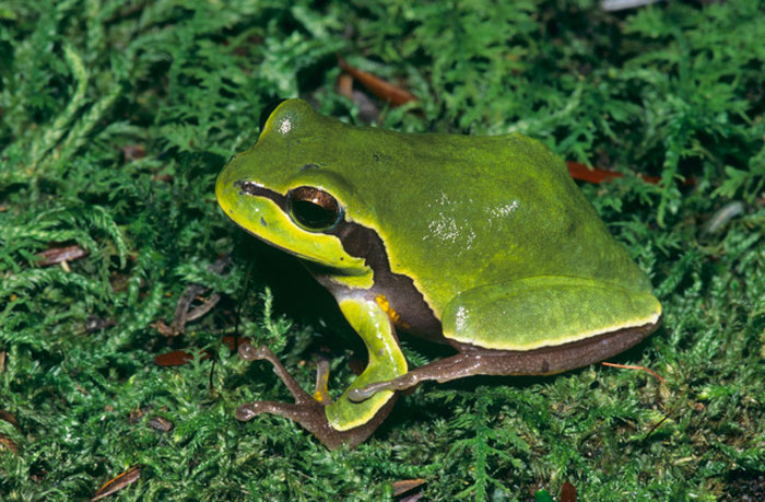 Pine Barrens Tree Frog Physical Characteristics