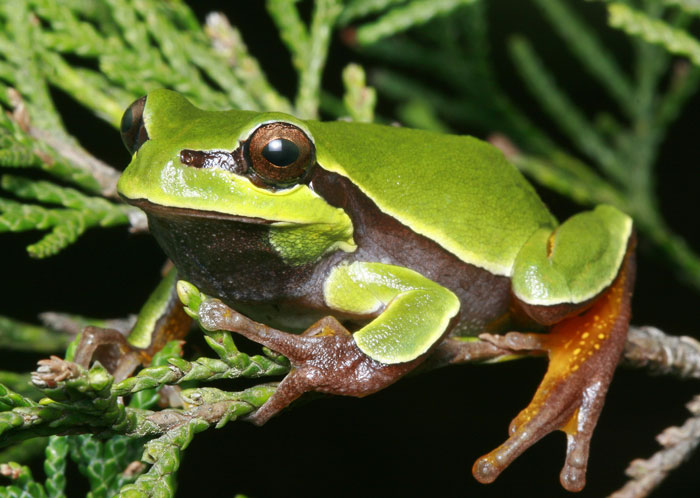 Pine Barrens Tree Frog Predation and Defense