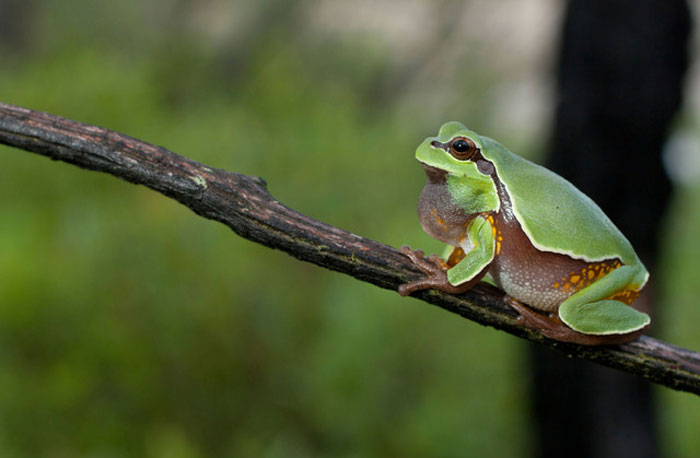 Pine Barrens Tree Frog Predator adaptations