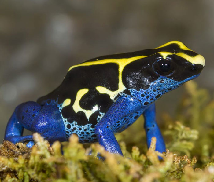 Poison Dart Frogs 101: A Comprehensive Guide to Dendrobatids