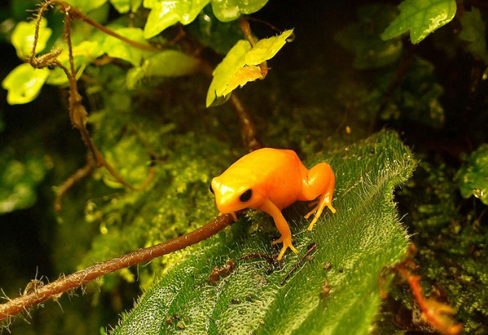 Proper Mantella frog diet