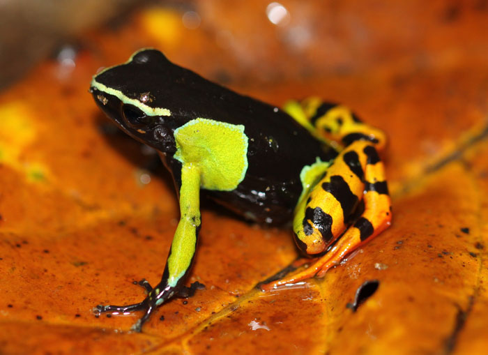 Proper housing setup for Mantella frog