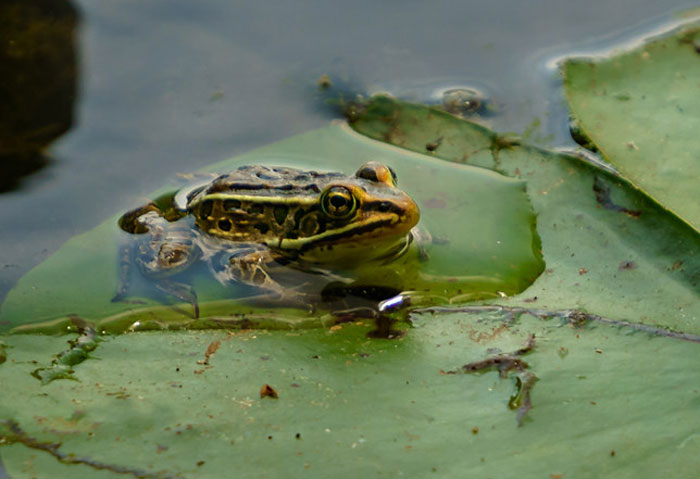 Role Of Northern Leopard Frogs In The Food Chain Of The Wetland Ecosystem